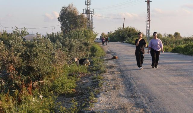Kuduz karantinasının olduğu 4 mahallede sokak köpekleri vatandaşları tedirgin ediyor