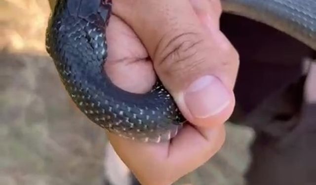 Yılan bir anda elini ısırdı