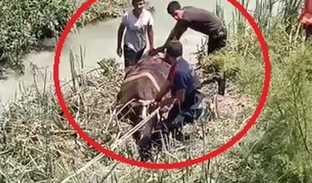 Bataklığa saplanan 3 büyükbaşı itfaiye kurtardı