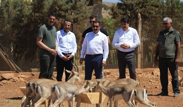 Hatay Dağ Ceylanı Üretim Merkezindeki ‘Gazella gazella' dağ ceylanlarının sayısı 18 kat arttı