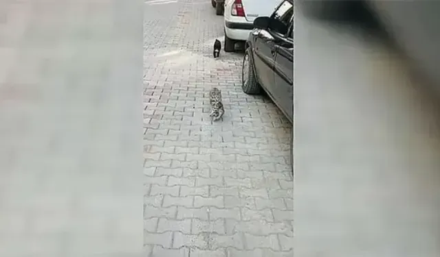 Anne kedi hasta yavrusunu ağzında veterinere getirdi