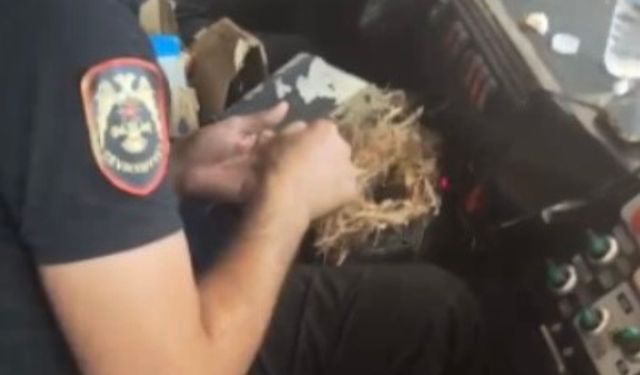 Yangının ortasından kuş yuvasını kurtardılar