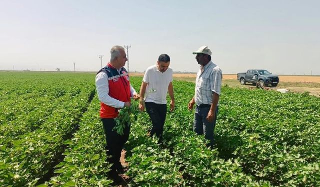 Hatay'da pamuk tarlaları incelendi