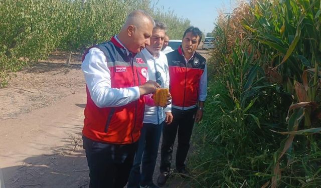 Hatay’da mısır tarlaları incelendi