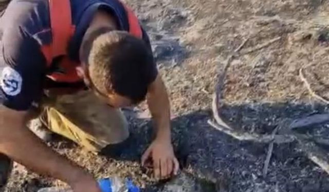 İtfaiyeciden, alevler içinde mahsur kalan kaplumbağaya can suyu