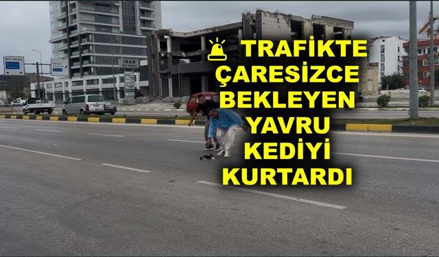 Trafikte çaresizce bekleyen yavru kediyi kurtardı