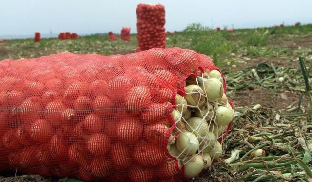 Hatay'da 40 derece sıcakta soğan hasadı sürüyor: Tarlada 5 TL, markette 25 TL!