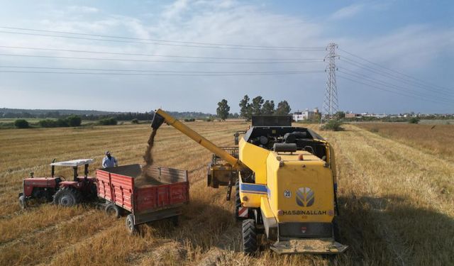 Türkiye'nin maydanoz tohumu ihtiyacının yüzde 75'inin karşılandığı ilçede bereketli hasat başladı