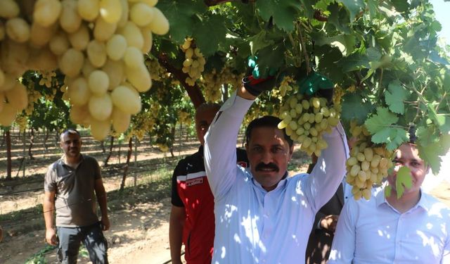 85 bin ton rekoltenin beklendiği üzümde bağ bozumu başladı