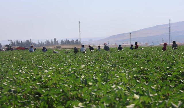 Tarım işçileri, 45 dereceyi aşan sıcakta 650 TL yevmiyeyle pamuk tarlasında zorlu mesai sürdürüyorlar