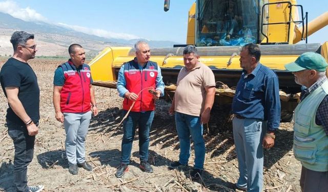 Kırıkhan'da ayçiçeği hasadı başladı