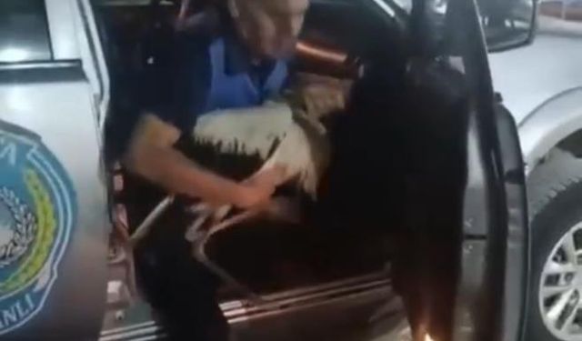 Reyhanlı’da bitkin halde bulunan leylek, zabıta ekiplerince koruma altına alındı
