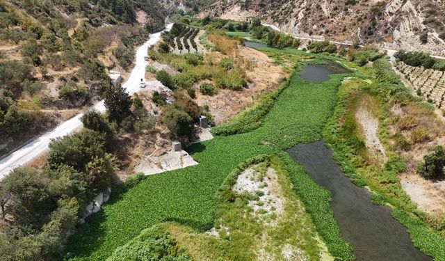 Su sümbülleri, Asi nehrini yeşile bürüyerek suyu görünmez hale getirdi