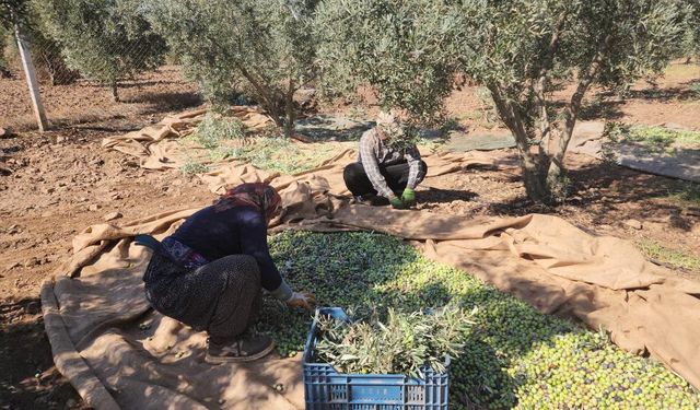 Sofralık zeytinin kilogram fiyatı 55 TL'den tarladan alıcı buluyor