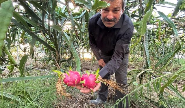 Ejder meyvesi hasadı başladı, kilosu 180 TL'den alıcı buluyor