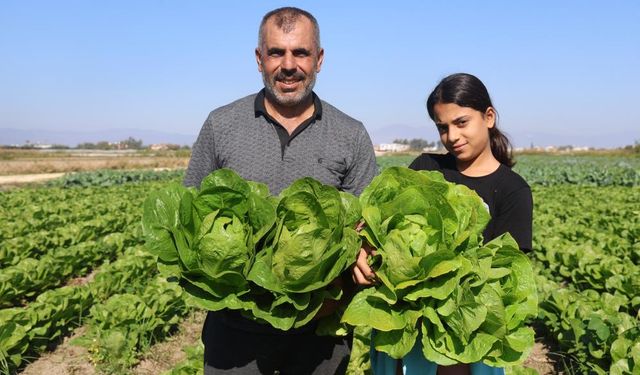 Marul 25 TL’den alıcı buluyor