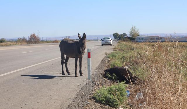 Telef olan annesinin başında beklediği görüntülerle duygulandıran sıpa yeni yuvasında yaşamaya başladı