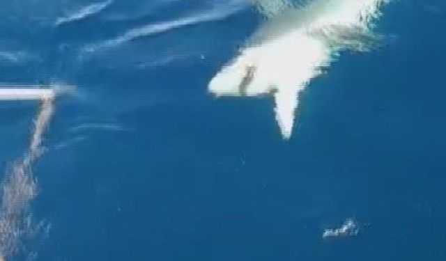 Amatör balıkçılar köpek balığından 1 saat süren mücadeleyle kurtuldu