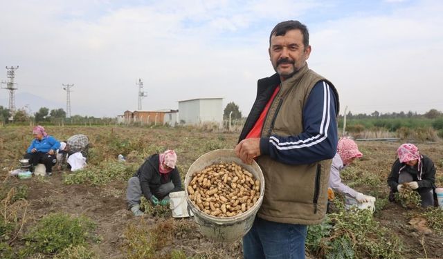 Kuraklığın rekolteyi etkilediği yer fıstığında hasat başladı