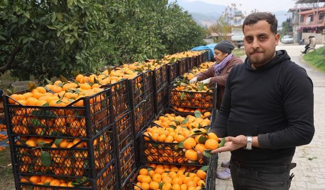 Tarla fiyatı 2 TL'ye kadar gerileyen mandalina üreticilerinden market fiyatlarına tepki