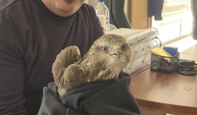 Payas’ta yaralı şahin bulundu