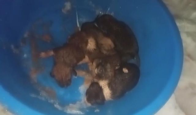 Dondurucu soğukta ölümü bekleyen yavru köpekleri itfaiye kurtardı