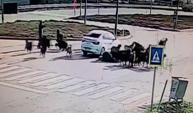 Otomobil koyun sürüsünün arasına daldı