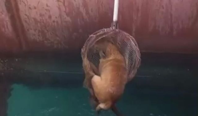 Gemiden denize düşen köpeği itfaiye kurtardı