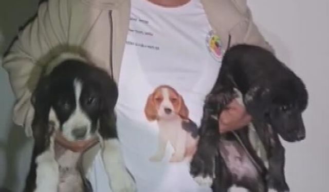 Yıkılacak binadaki yavru köpekleri kurtaran hayvansever yürekleri ısıttı