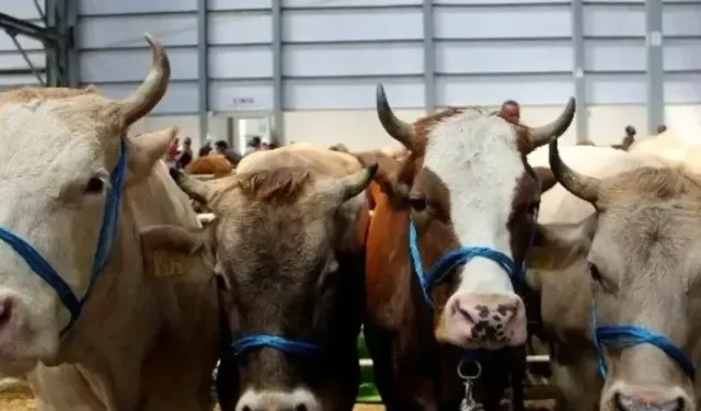 2026 Vekaletle Kurban kesim bedelleri açıklandı🐑