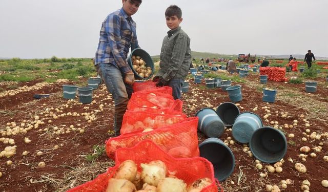 Soğan, tarlada 25 TL'den satılıyor