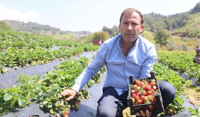 Çileğin🍓bu yıl tarlada kilosu 90 TL ila 150 TL arasında