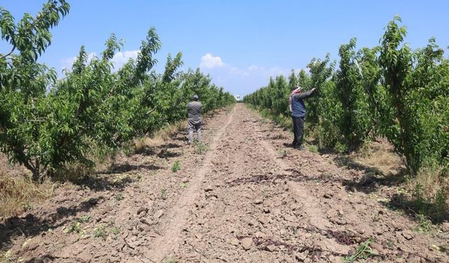 Tarım işçileri, Amik Ovası'nda bin 100 TL yevmiye alacak
