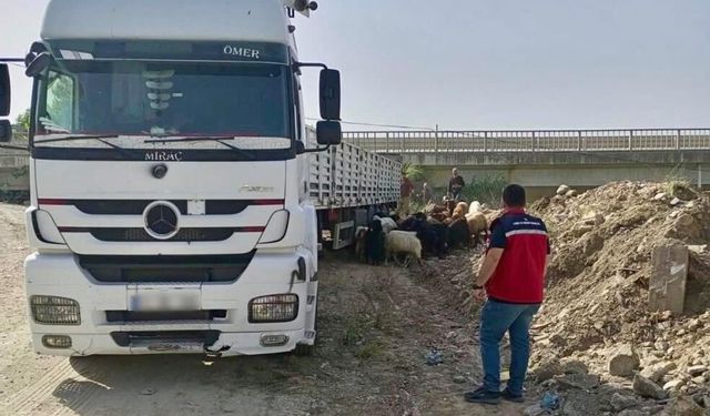 Kurban Bayramı öncesi hayvan sevkiyatlarına sıkı denetim