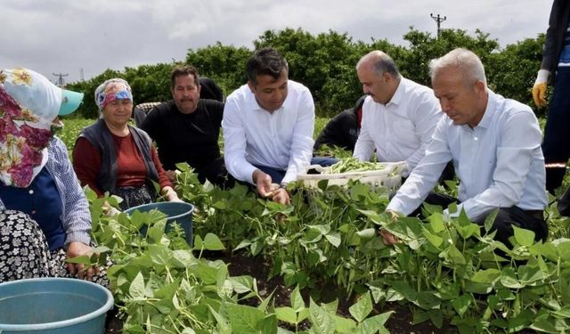 Bin dönüm arazide ekimi yapılan fasulyede bereketli hasat