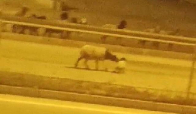 Firari koyun sürüsü kara yoluna çıkıp, üst geçidi kullandı