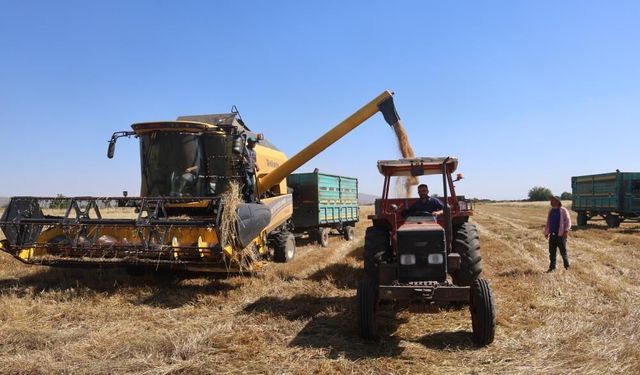 Amik Ovası'nda buğday hasadı başladı