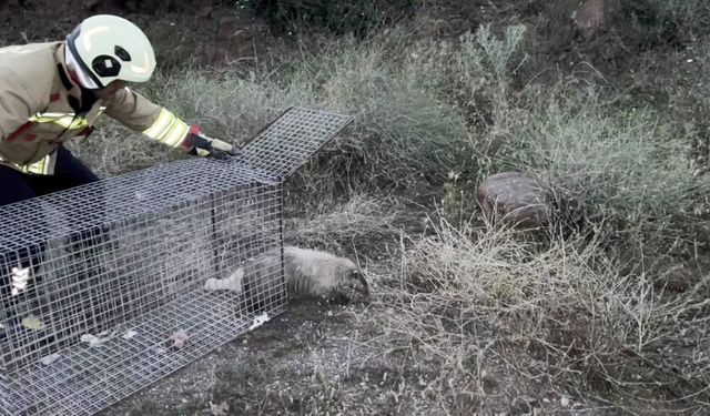 Bal porsuğu mahsur kaldığı havuzdan kurtarıldı