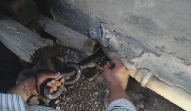 1 buçuk metrelik 2 yılanı saklandığı delikte yakaladı