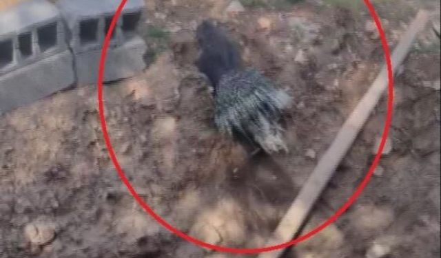Dikenli kirpiyi kurtaran doğaseverin yürek ısıtan iyiliği