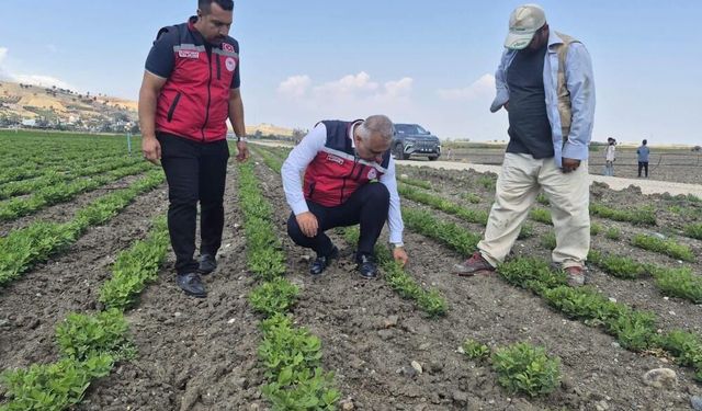 Antakya'da yer fıstığı üretimi yapılan araziler incelendi