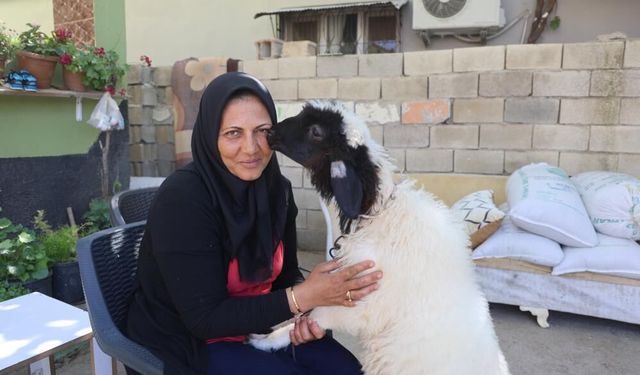 Evladını lösemiden kaybeden anne, teselliyi peşinden ayrılmayan kuzuda buldu