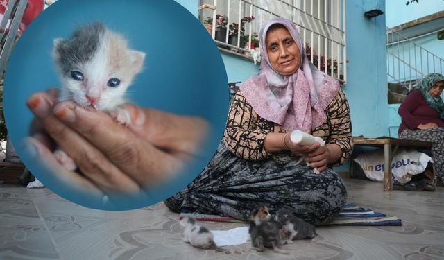 🐈Anneleri telef olan yavru kedileri biberonla besliyor