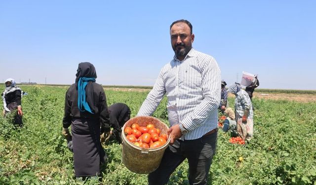 Domates tarlada 15 TL'den alıcı buluyor