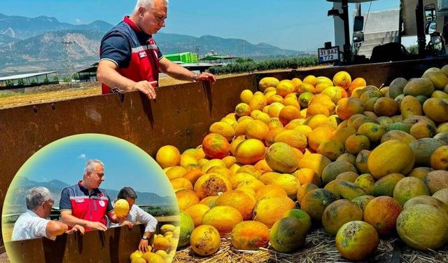 Tescilli Kırıkhan kavununda hasat devam ediyor