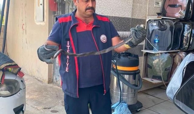 Yerleşim alanlarına giren yılanlar doğal yaşam alanına bırakıldı