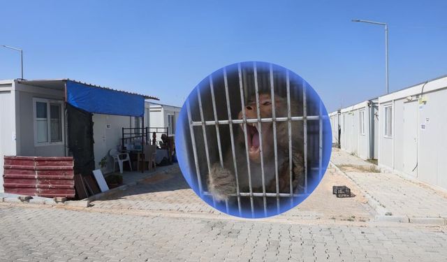 Firari maymun, ortalığı birbirine kattı