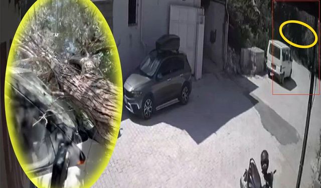 Evin avlusundaki ağaç kamyonetin üzerine devrildi