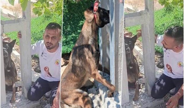 Belçika kurdunu zehirleyip direğe asarak telef ettiler