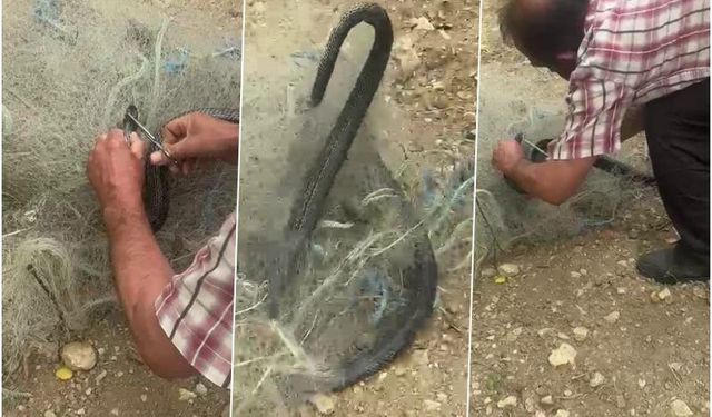 Balık ağında mahsur kılan yılanı elleriyle kurtardı